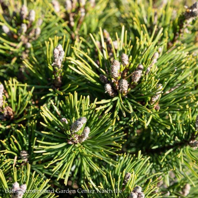 Pinus Mugo Slowmound Mugo Pine No Warranty Bates Nursery Garden