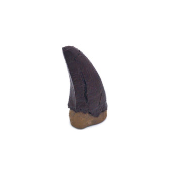 T Rex Tooth Tip