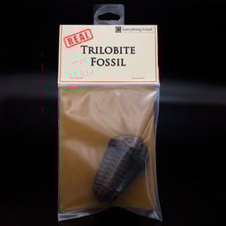 Trilobite Fossil