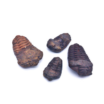 Trilobite Fossil