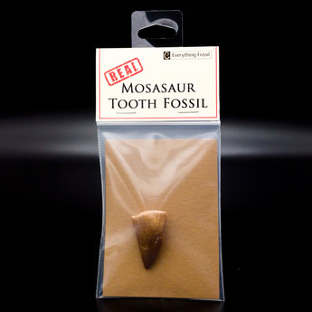 Mosasaur Tooth Fossil
