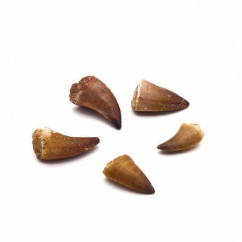 Mosasaur Tooth Fossil