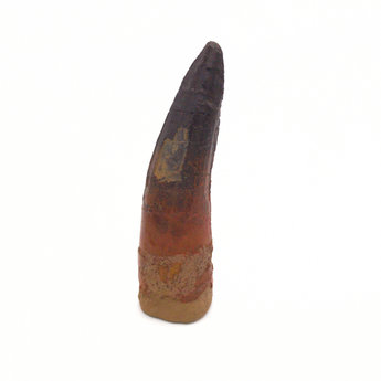 Spinosaurus Tooth