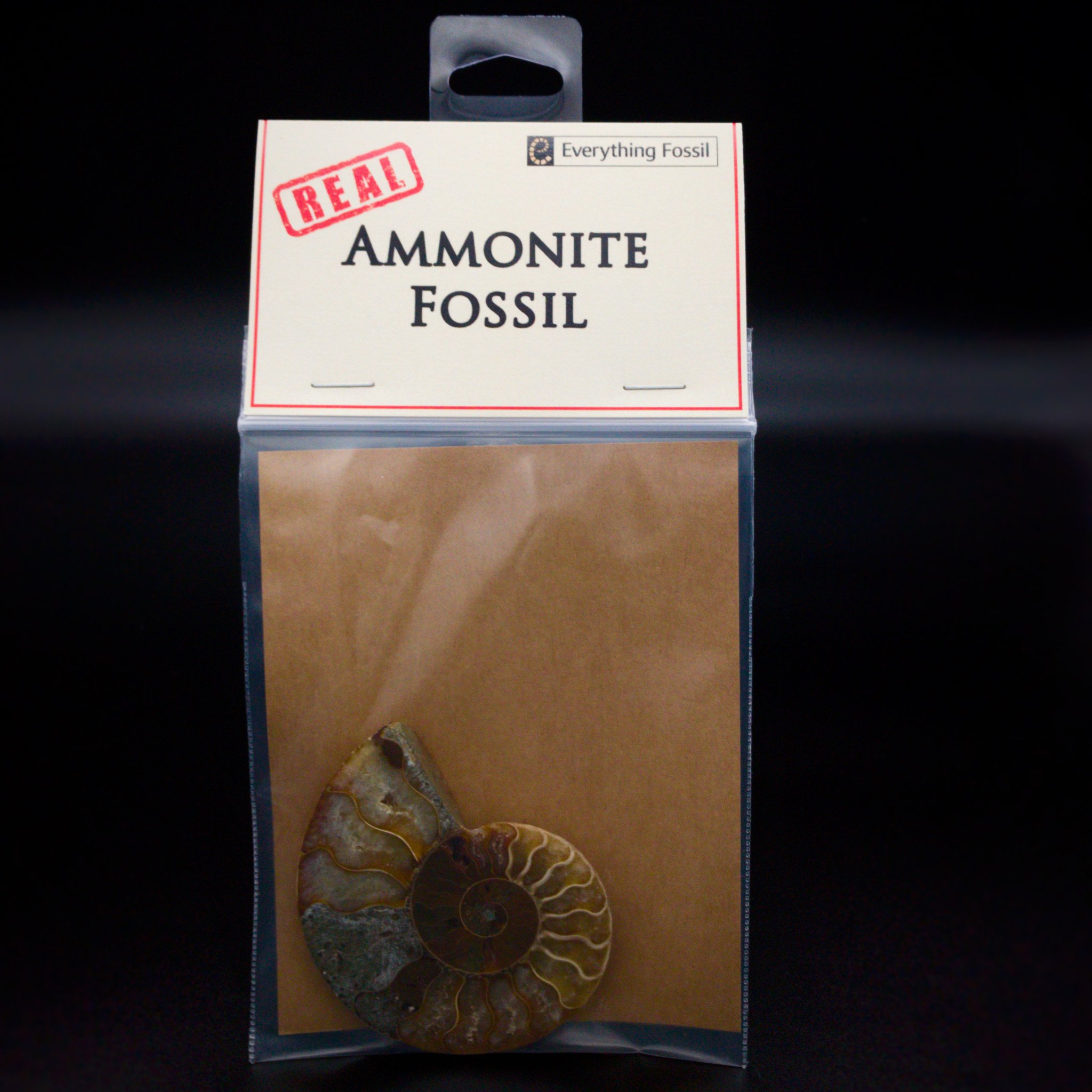 real ammonite fossil