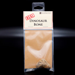 Dinosaur Bone