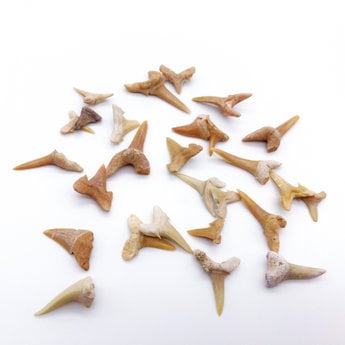 Fossilized Shark Teeth