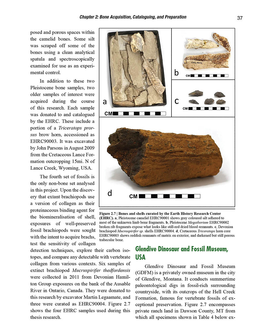 Ancient and Fossil Bone Collagen Remnants Institute for Creation Research