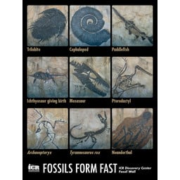 Fossil Wall Poster