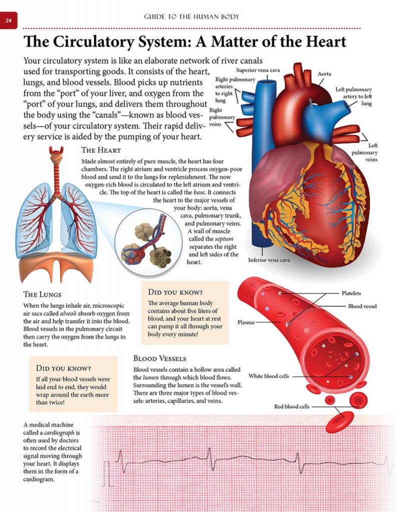 Guide to the Human Body, by Institute for Creation Research - Institute