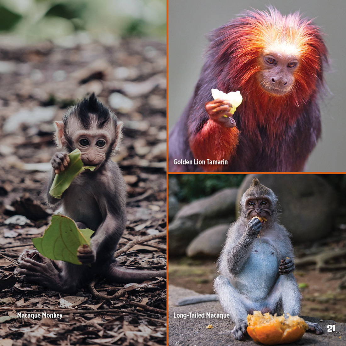 God Created Monkeys Institute for Creation Research