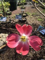 Cornus florida Cherokee Brave Dogwood - Flowering, Cherokee Brave, #7