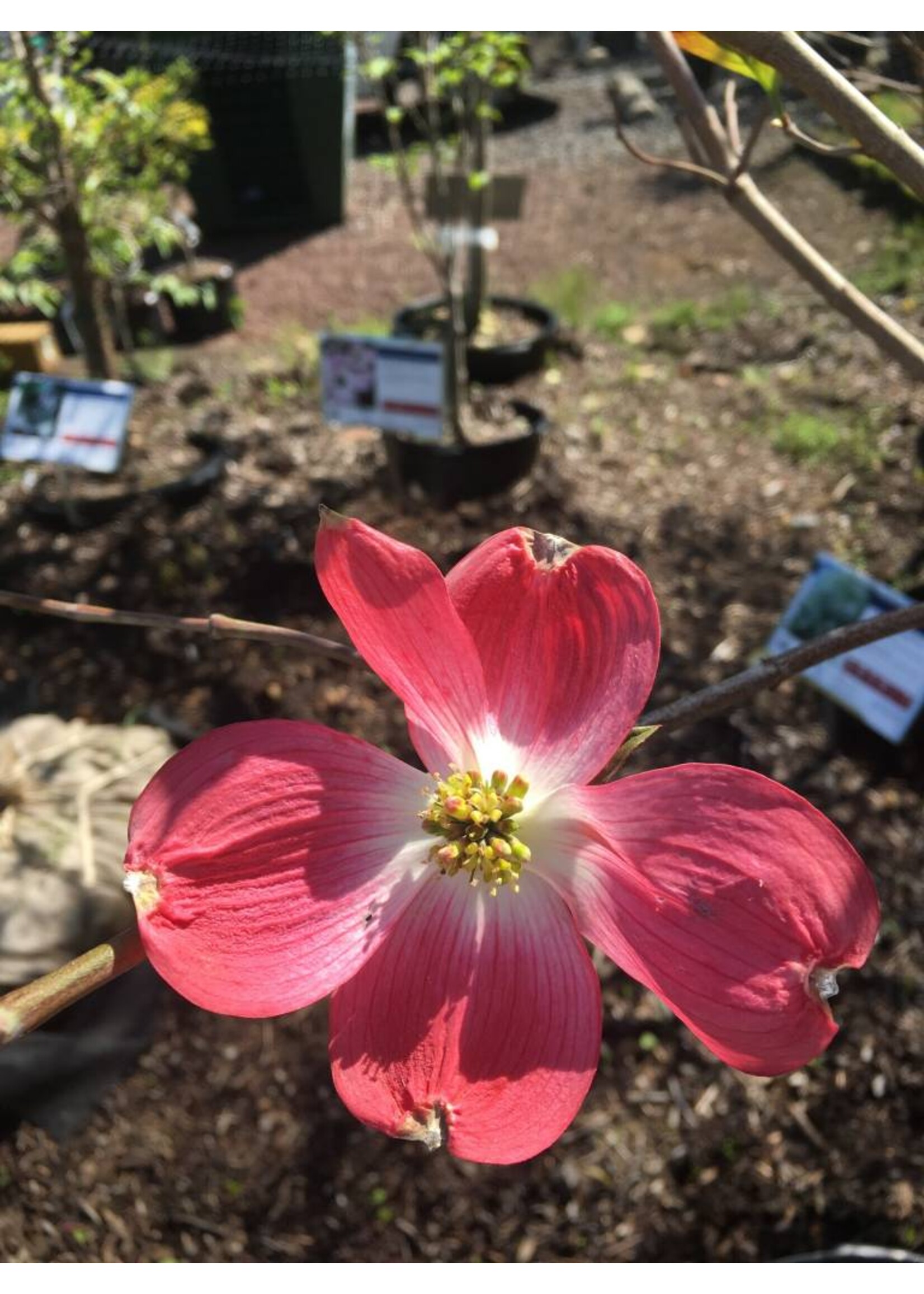 Cornus florida Cherokee Brave Dogwood - Flowering, Cherokee Brave, #7