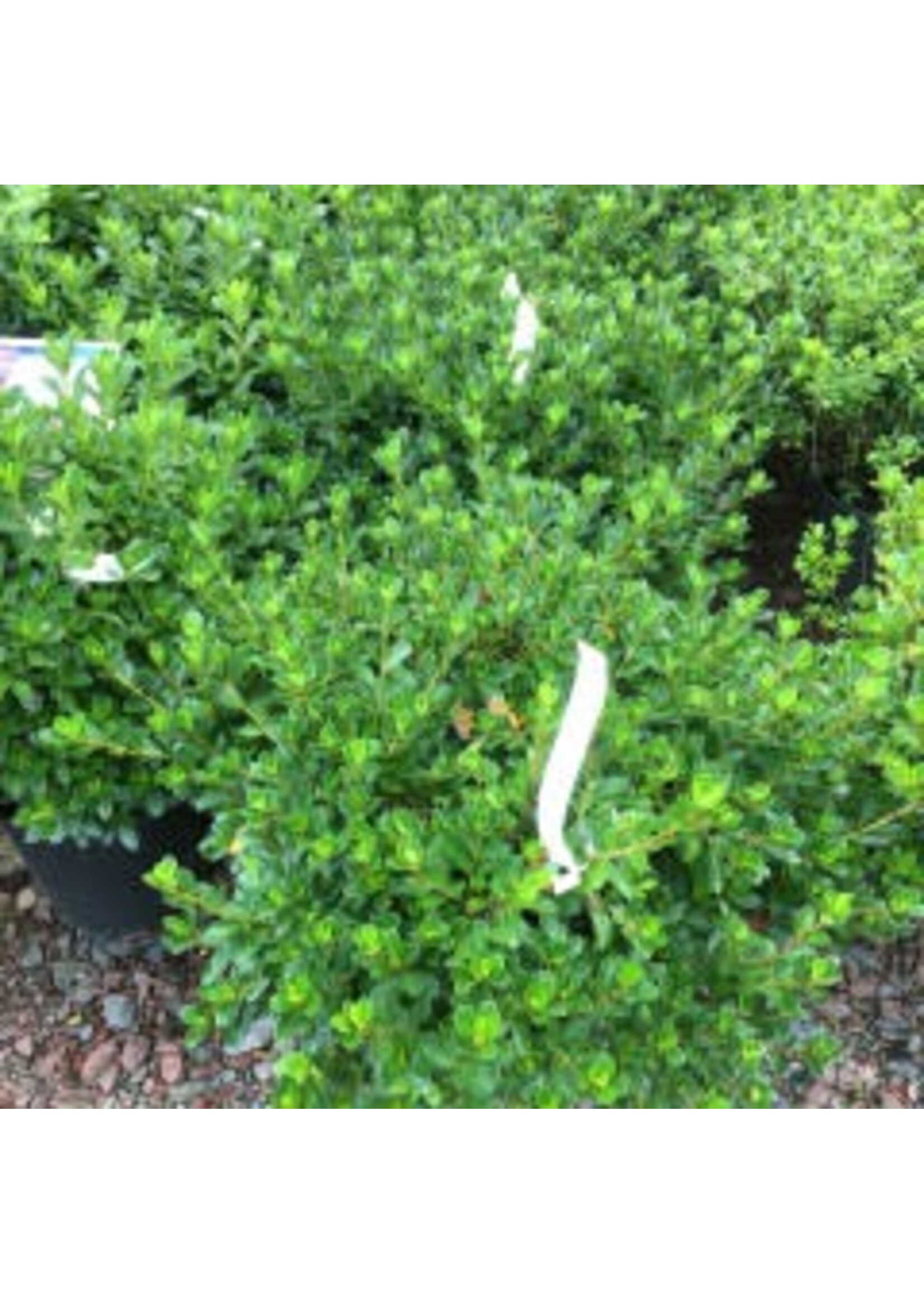 Azalea Tradition Azalea, Tradition, #2