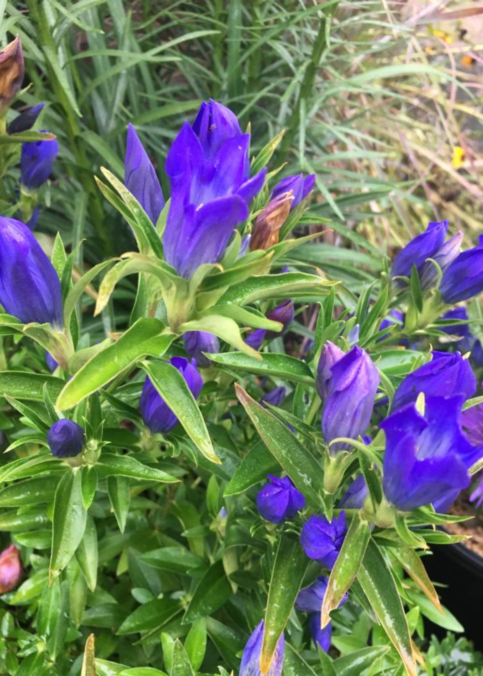 Gentiana True Blue  #1