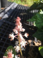 Tiarella cordifolia, Oakleaf Foamflower, Oakleaf, #1 container