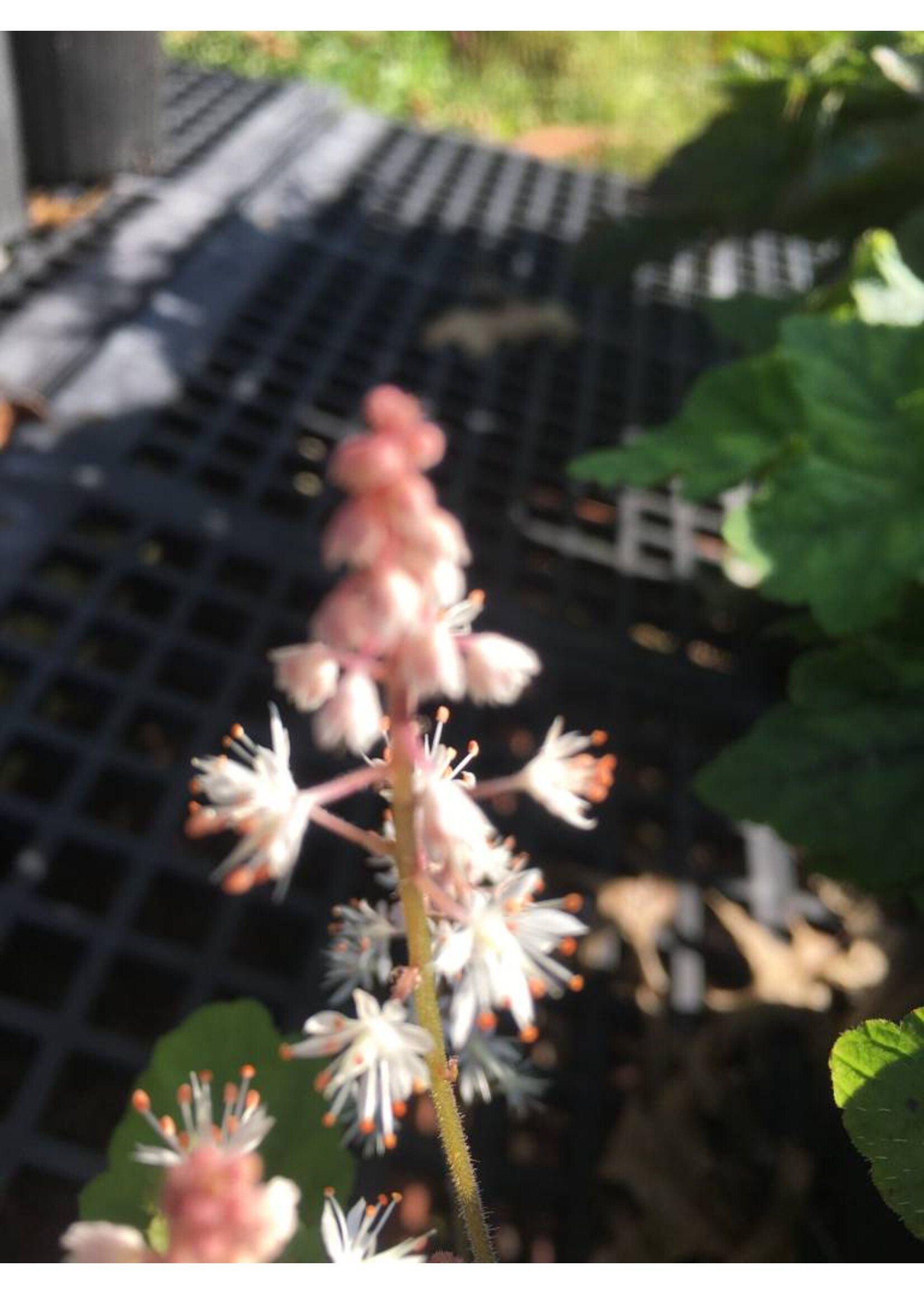 Tiarella cordifolia, Oakleaf Foamflower, Oakleaf, #1 container