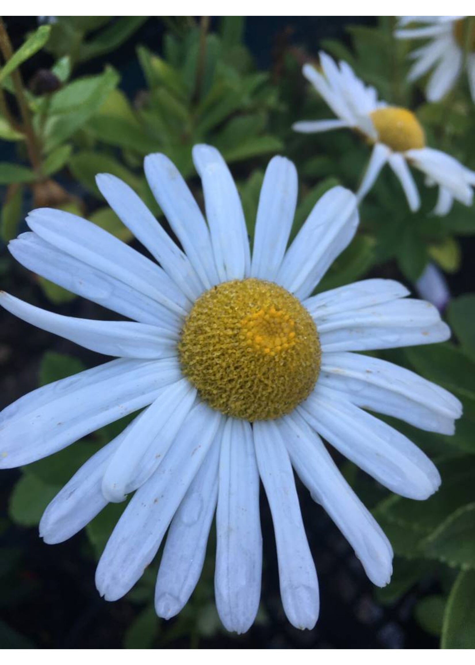 Nipponanthemum nipponicum Daisy - Montauk, #1