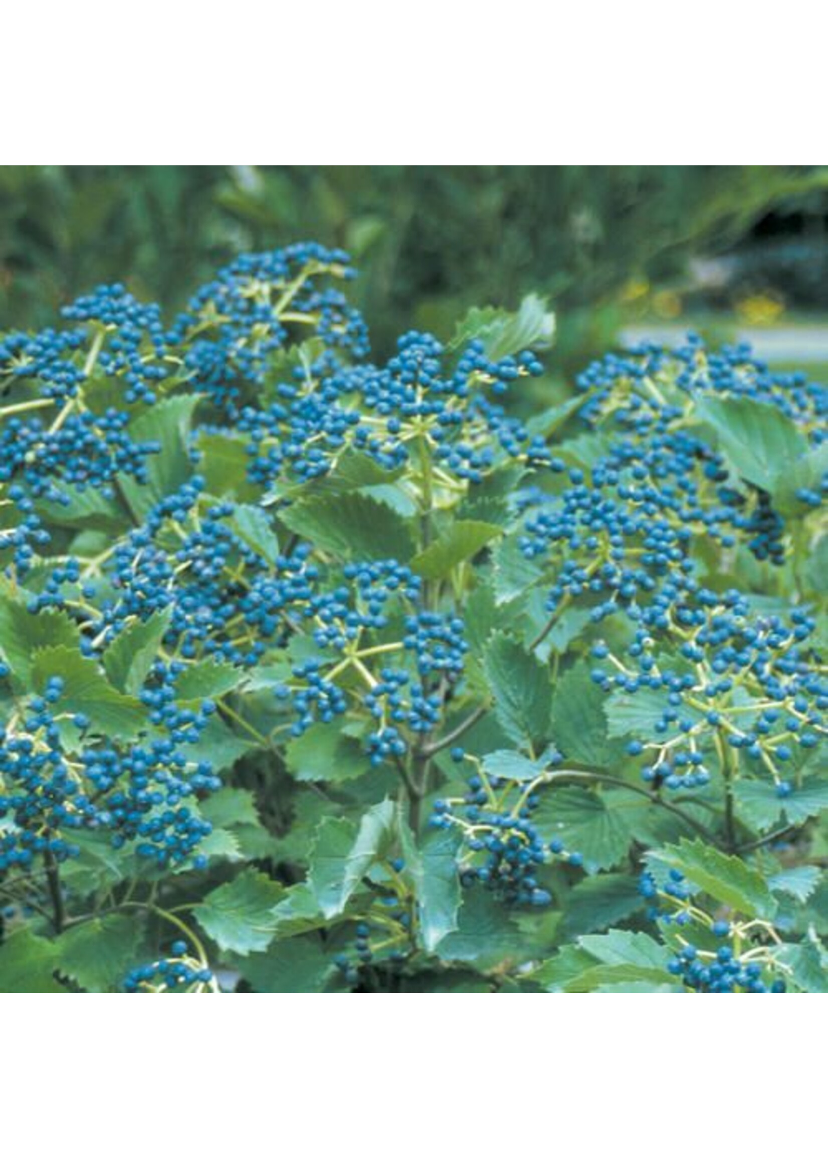 Rain Garden Viburnum dent. Christom Viburnum - Arrowwood, Blue Muffin, #3