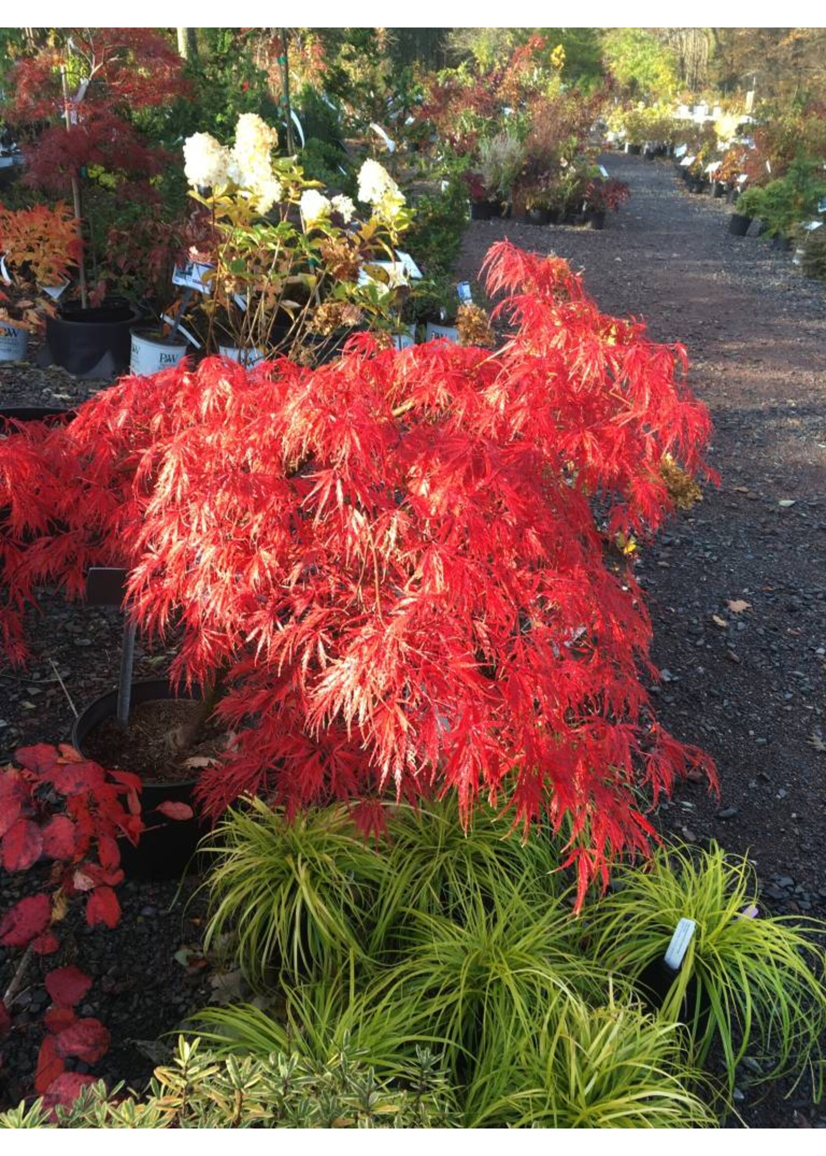Acer palm. di. Tamukeyama Maple - Japanese Threadleaf, Tamyukeyama, #5