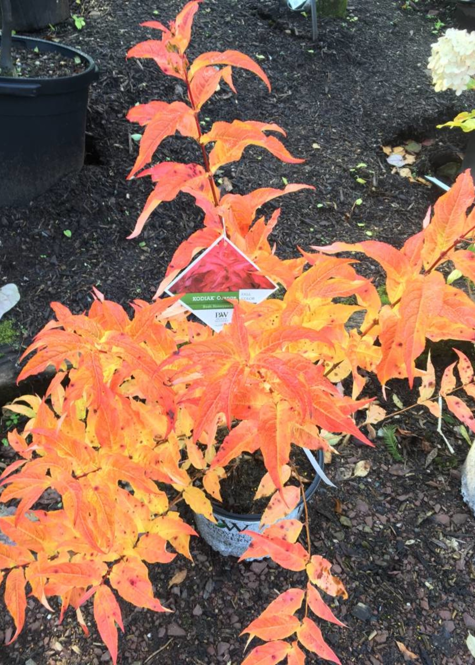 Nativar Shrub Diervilla x Kodiak Orange Honeysuckle Bush Kodiak
