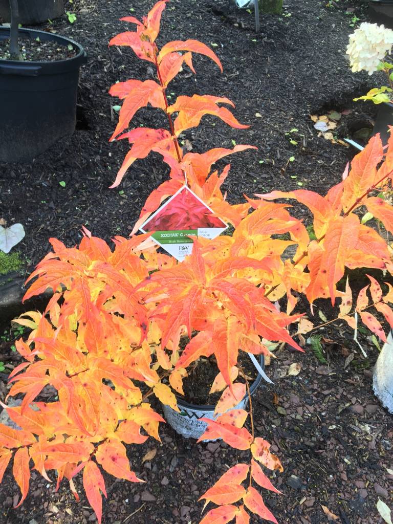 Nativar Shrub Rvilla X Kodiak Orange Honeyle Bush Nativar Shrub Rvilla X Kodiak Orange Honeyle Bush 3