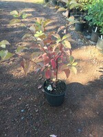 Rain Garden Cornus sericea, Dogwood - Red Twig, Native, #3