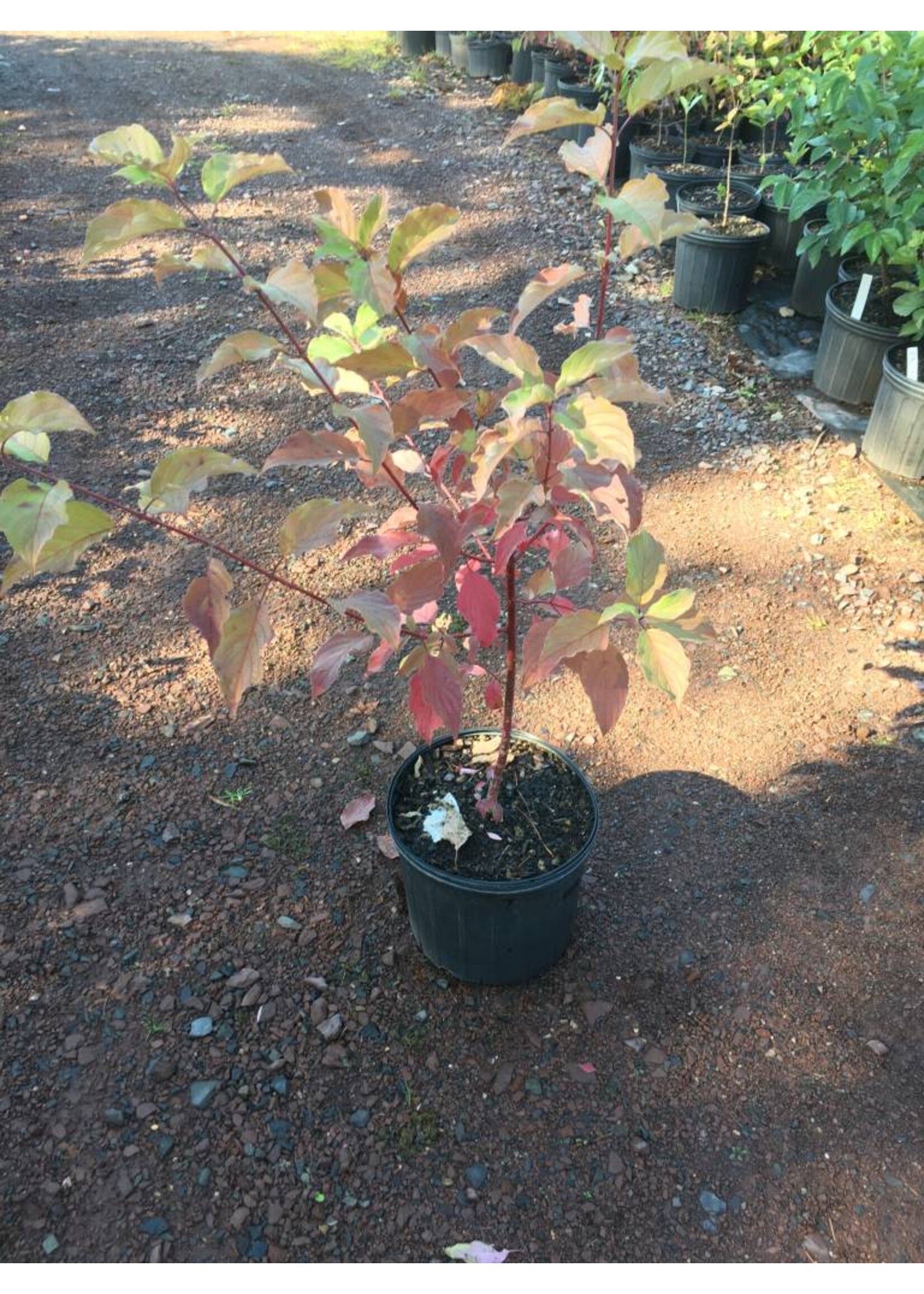 Cornus sericea, Dogwood - Red Twig, Native, #3