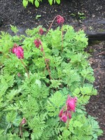 Dicentra eximia Luxuriant, Bleeding Heart, Everblooming, #1