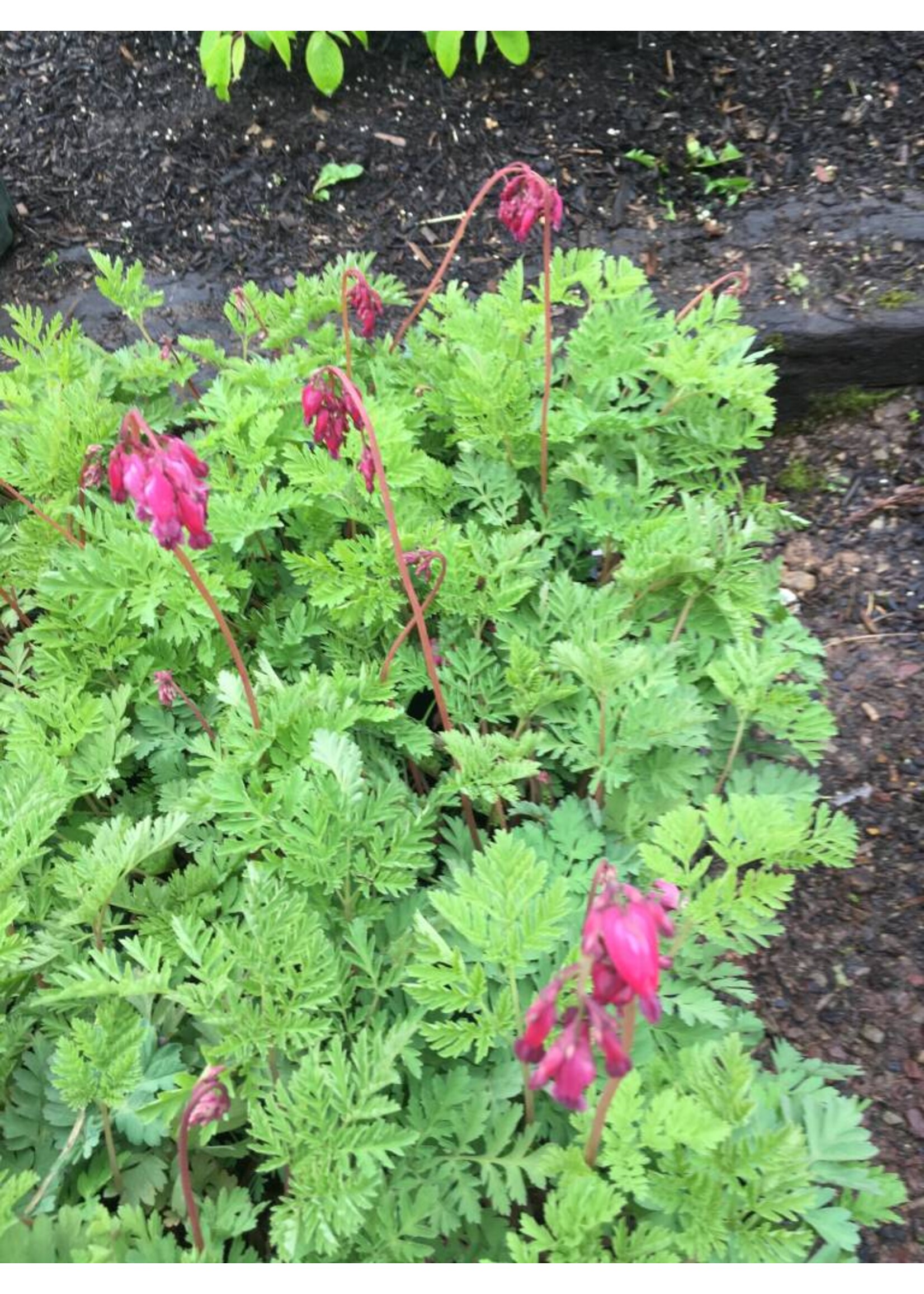 Dicentra eximia Luxuriant,  Bleeding Heart, Everblooming, #1