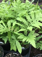Onoclea sensibilis Fern, Sensitive, #1 container