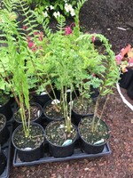 Osmunda cinnamomea Fern - Cinnamon, #1