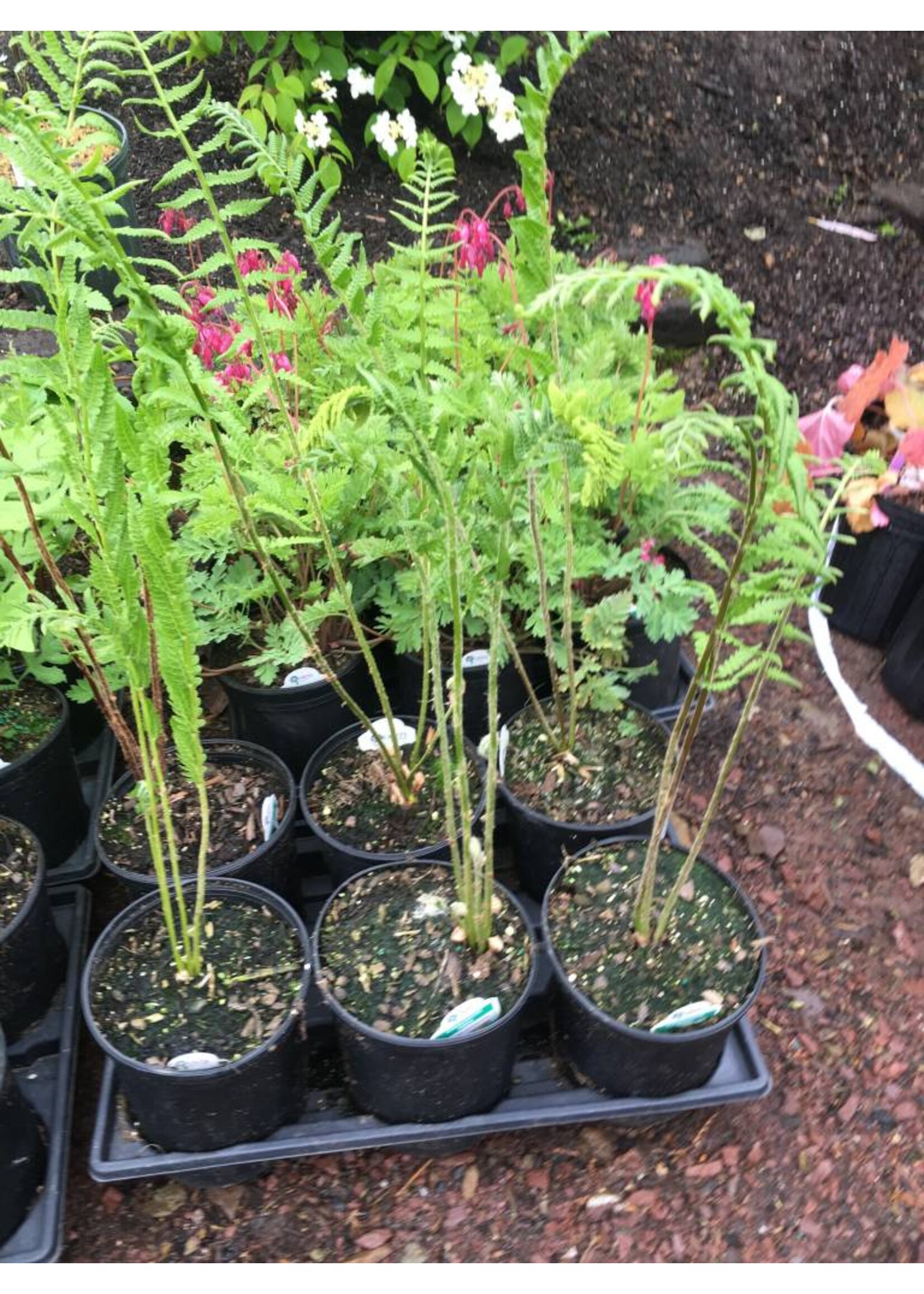 Osmunda cinnamomea Fern - Cinnamon, #1