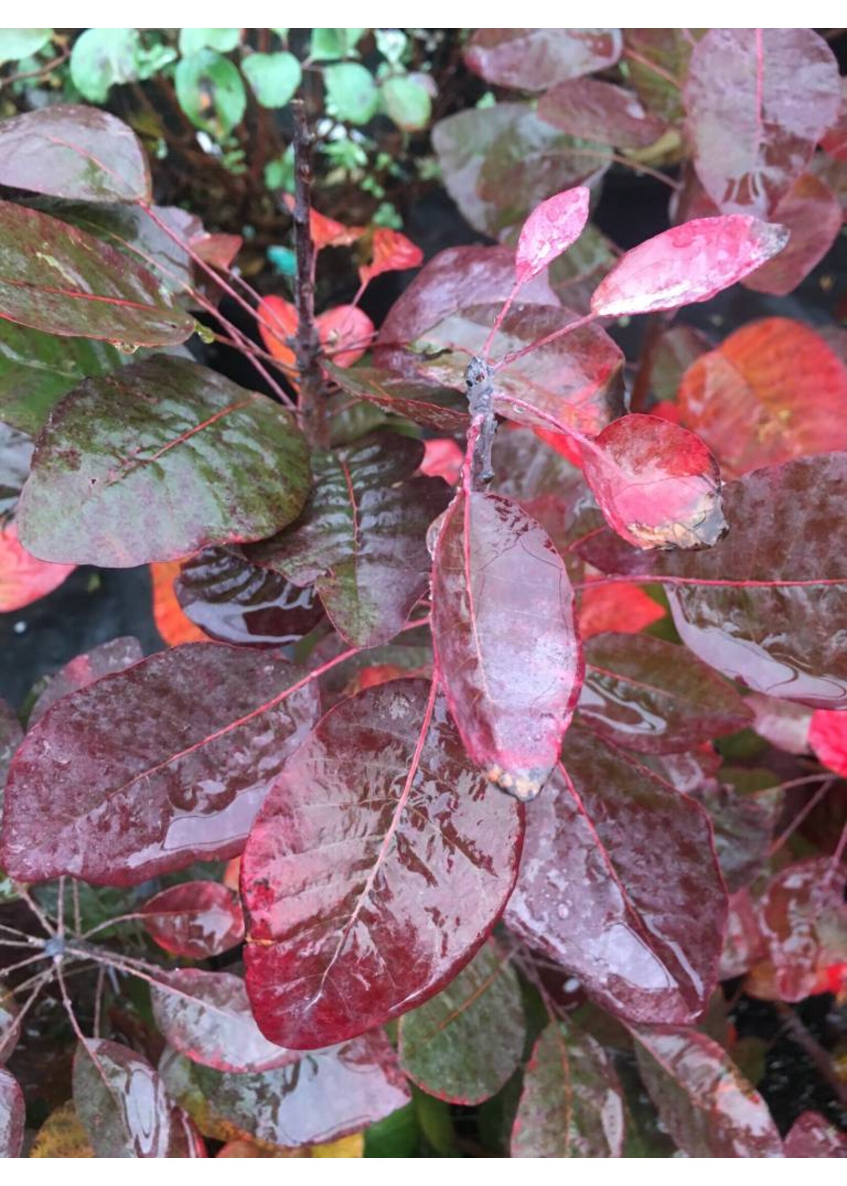 Cotinus coggygria Royal Purple Smokebush, Royal Purple, #3