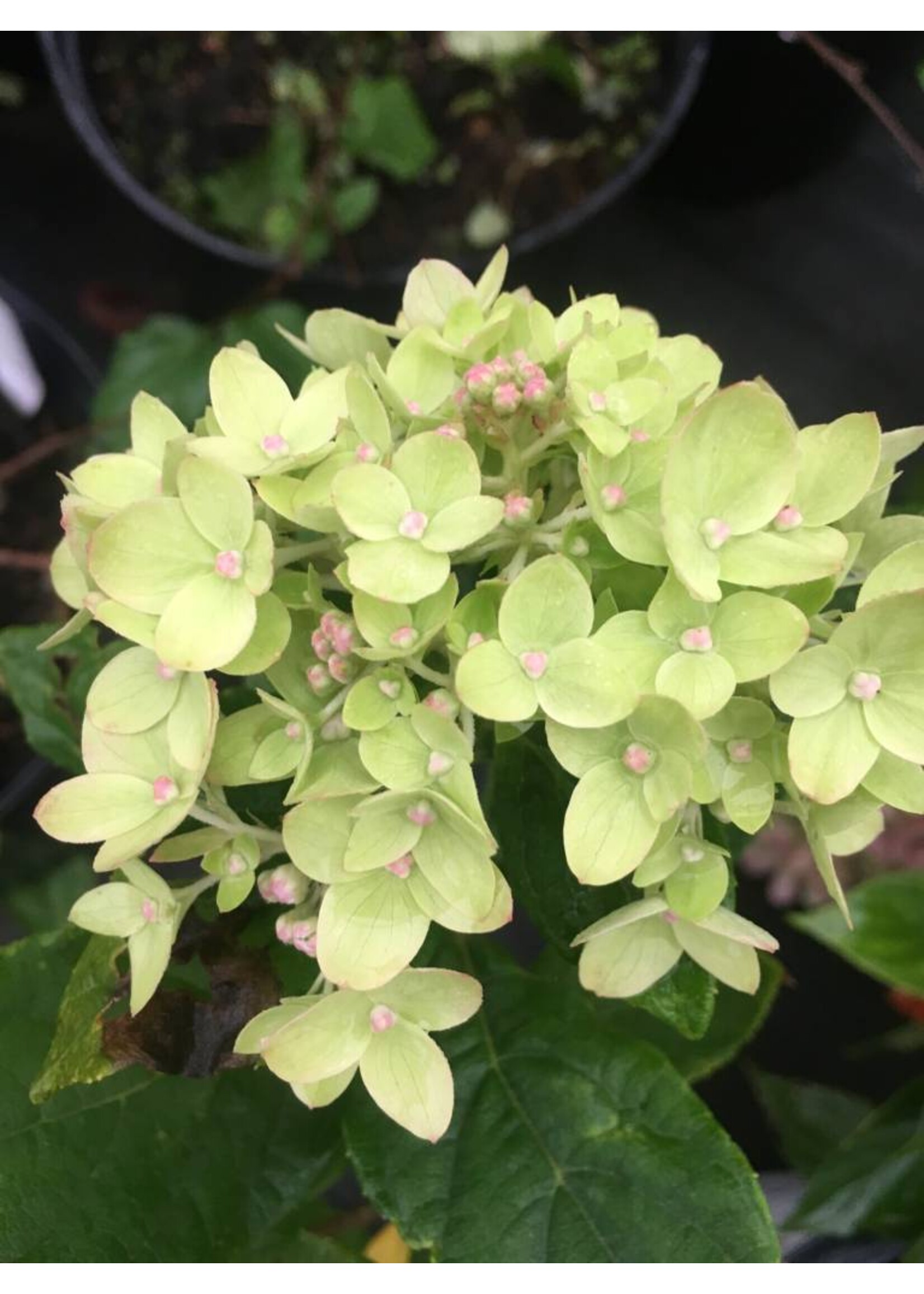 Hydrangea panic. Jane Hydrangea - Hardy, Little Lime, #3