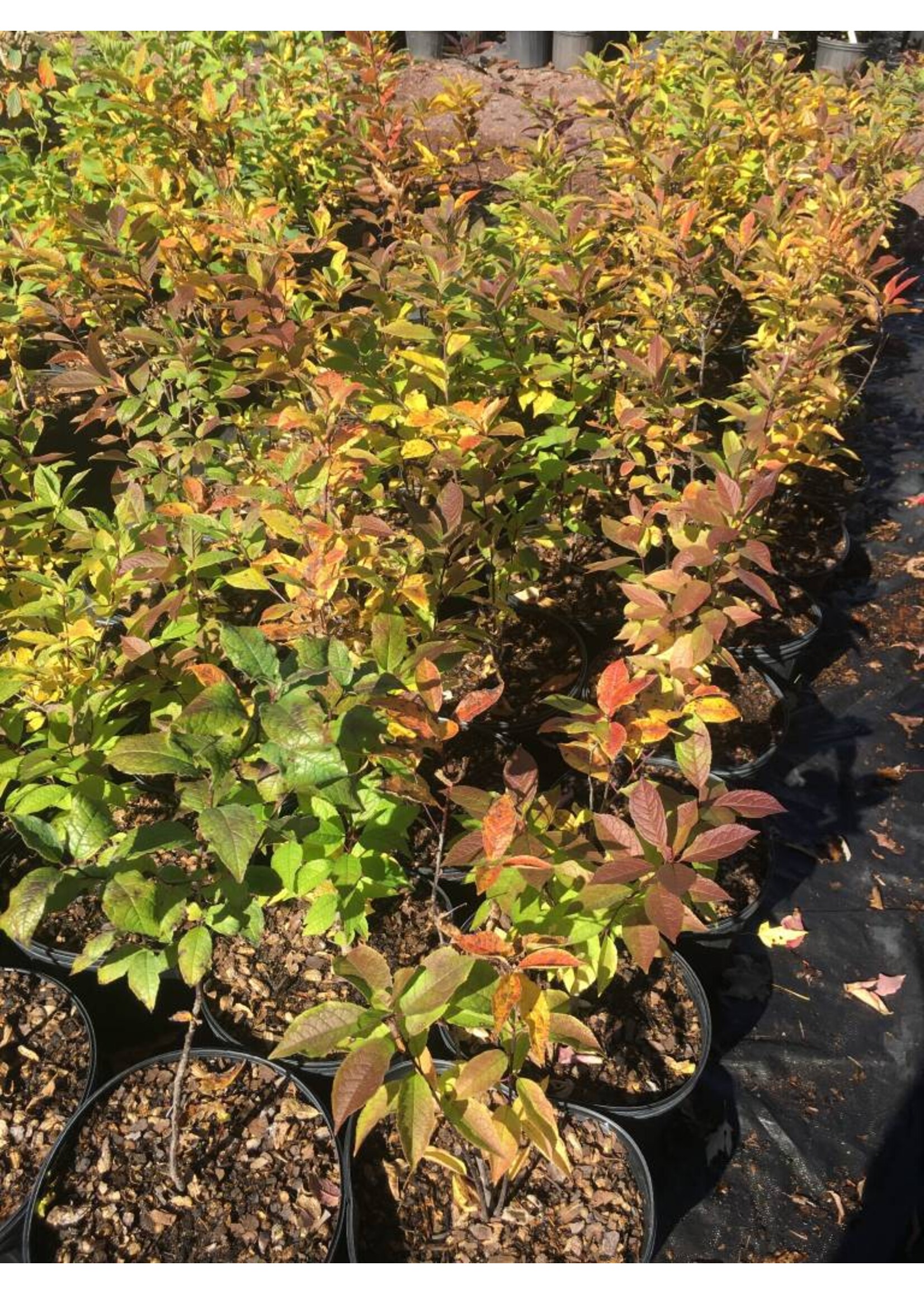Ilex vert. - female Holly - Winterberry, Female, #3