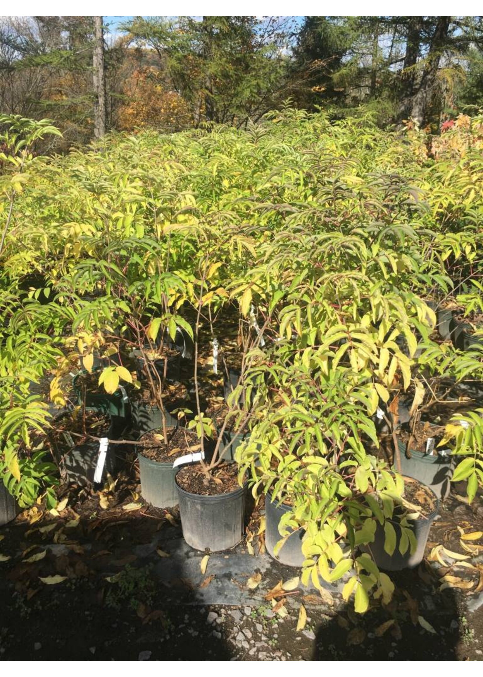 Sambucus canadensis, Elderberry #3 container