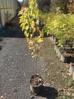 Acer saccharinum Maple, Silver, #3