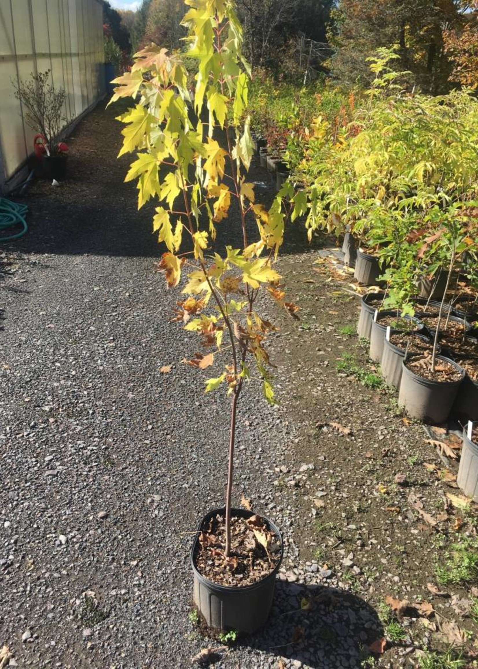 Native Tree Acer saccharinum Maple, Silver, #3