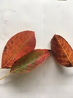 Amelanchier arborea spp Laevis, Serviceberry Alleghany #2