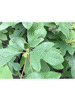 Sassafras albidum Sassafras, #2