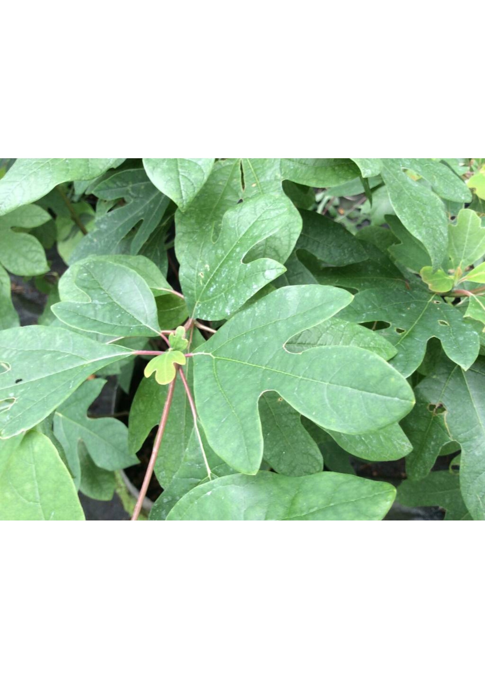Sassafras albidum Sassafras, #2