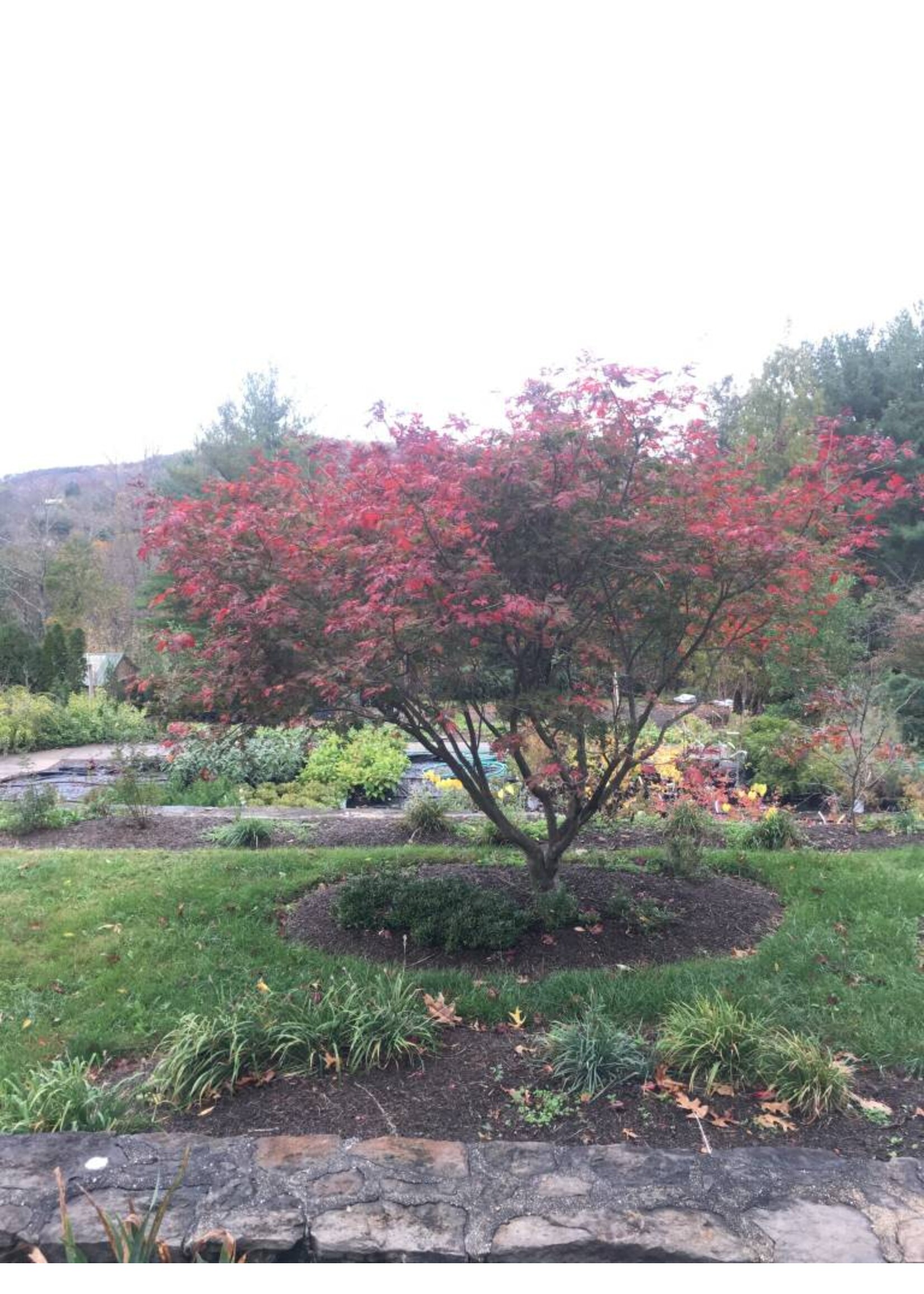 Acer japonicum Aconitifolium Maple - Full Moon, #10