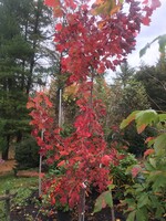 Acer rubrum Maple - Red, #3