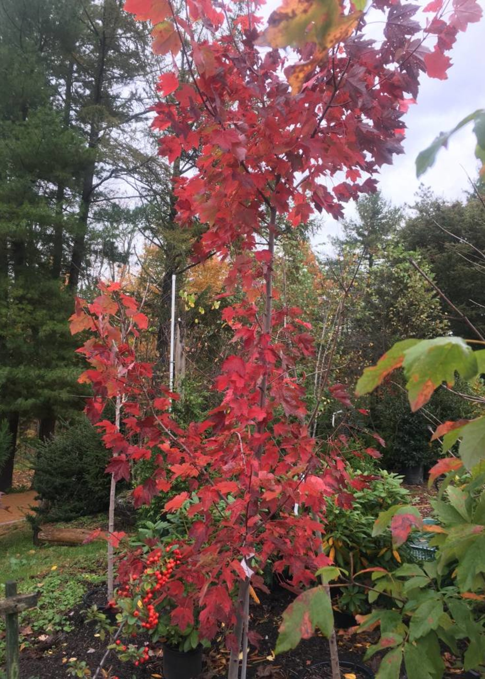 Native Tree Acer rubrum Maple - Red, #3