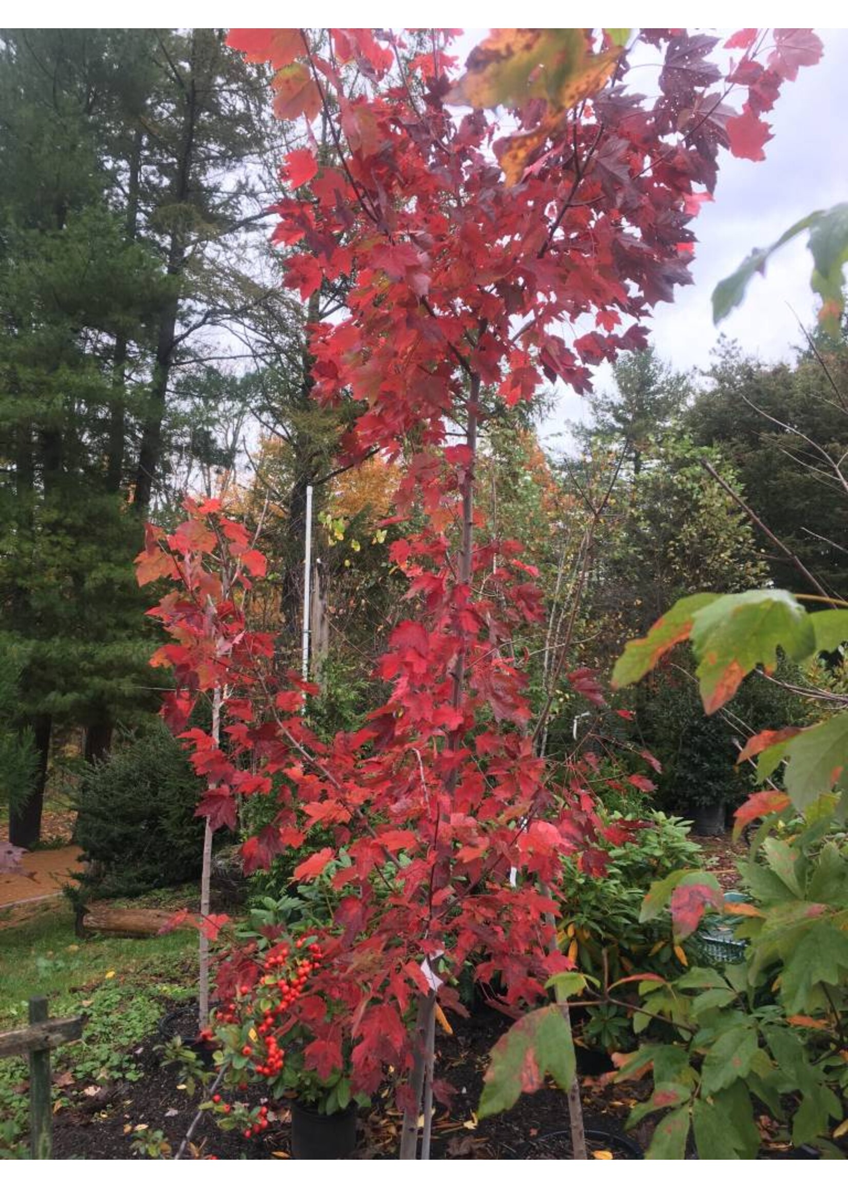 Acer rubrum Maple - Red, #2/3