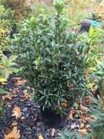 Kalmia latifolia Elf Mountain Laurel, Elf, #3