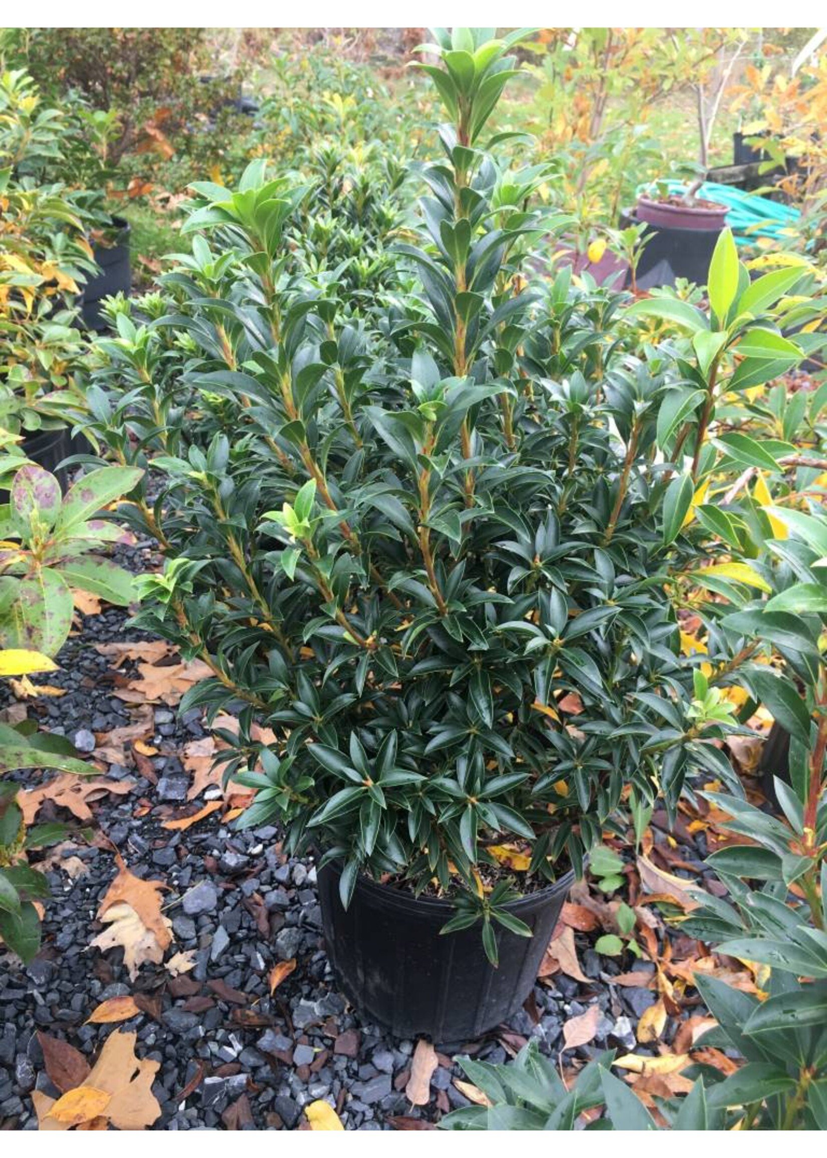 Kalmia latifolia Elf Mountain Laurel, Elf, #3