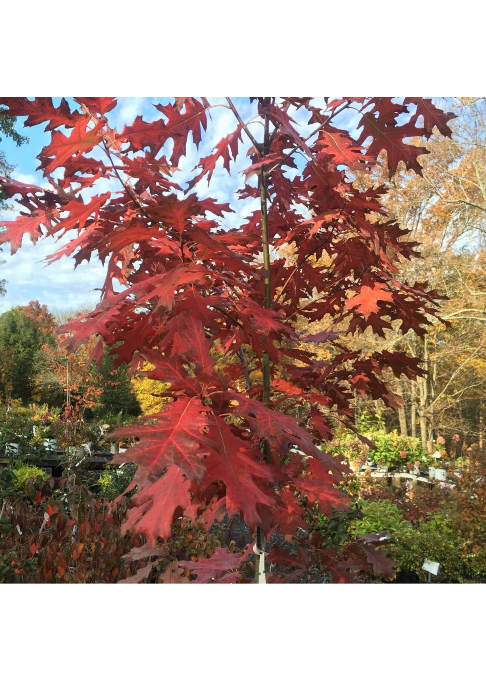 Quercus rubra Oak, Red, #3