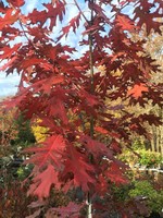 Quercus rubra Oak, Red, #3