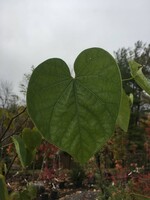 Cercis can. Redbud - Eastern, #15